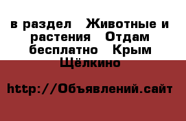  в раздел : Животные и растения » Отдам бесплатно . Крым,Щёлкино